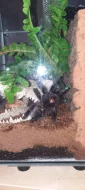 Caribena (ex. Avicularia) Versicolor