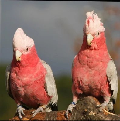 Mláďata kakadu růžový