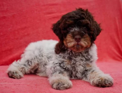 Lagotto Romagnolo - fenka s PP