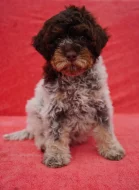 Lagotto Romagnolo - fenka s PP