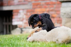 Beauceron - poslední 2 štěňata k rezervaci!!!