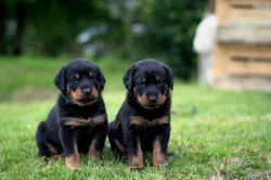 Beauceron - poslední 2 štěňata k rezervaci!!!