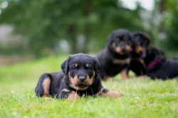 Beauceron - poslední 2 štěňata k rezervaci!!!