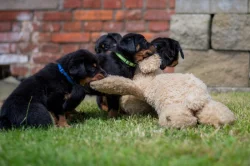 Beauceron - poslední 2 štěňata k rezervaci!!!