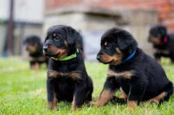 Beauceron - poslední 2 štěňata k rezervaci!!!