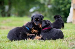 Beauceron - poslední 2 štěňata k rezervaci!!!