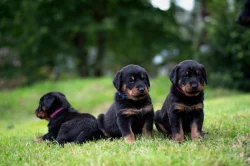 Beauceron - poslední 2 štěňata k rezervaci!!!