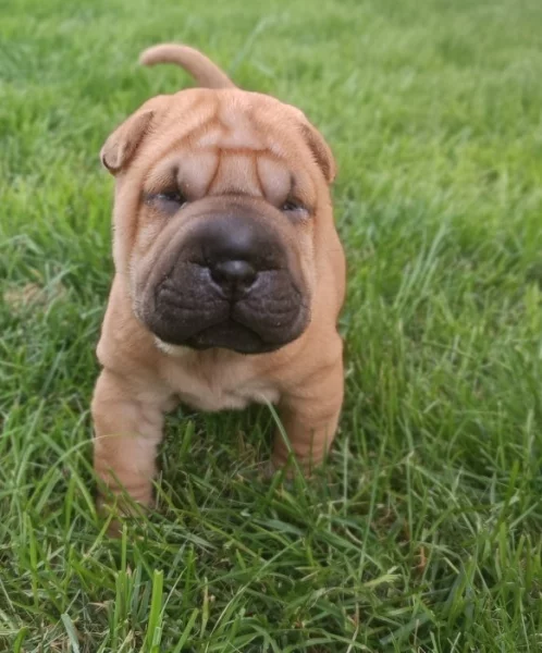 Shar-pei, šarpej - štěňátka s PP