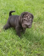 Shar-pei, šarpej - štěňátka s PP