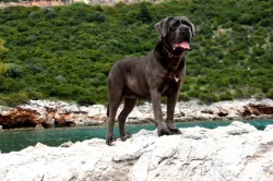 Cane Corso štěňata s PP FCI