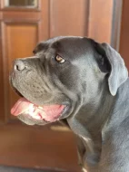 Cane Corso štěňata s PP FCI