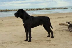 Cane Corso štěňata s PP FCI