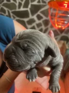 Cane Corso štěňata s PP FCI