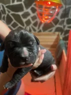 Cane Corso štěňata s PP FCI