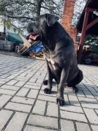 Cane Corso štěňata s PP FCI