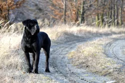 Cane Corso štěňata s PP FCI