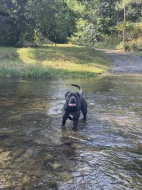 Cane Corso štěňata s PP FCI