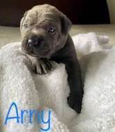 Cane Corso štěňata s PP FCI