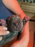 Cane Corso štěňata s PP FCI