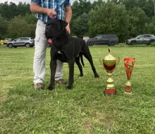 Cane Corso štěňata s PP FCI