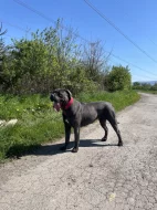 Cane Corso štěňata s PP FCI