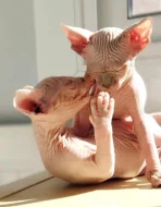 Koťata Sphynx k adopci