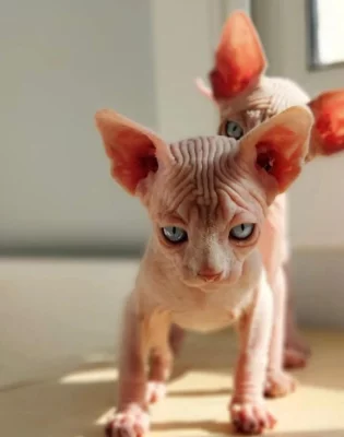 Koťata Sphynx k adopci