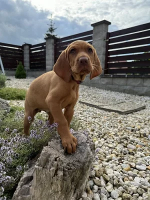 Fenka Maďarský ohař krátkosrstý, vizsla ihned o odběru