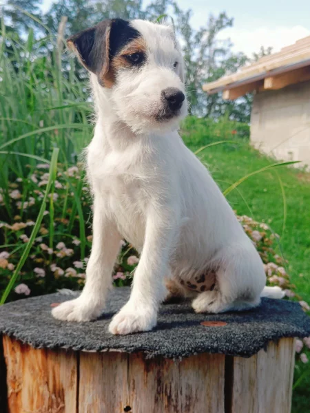 Parson Russell Terrier fenka s PP