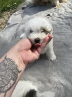 Coton de Tulear