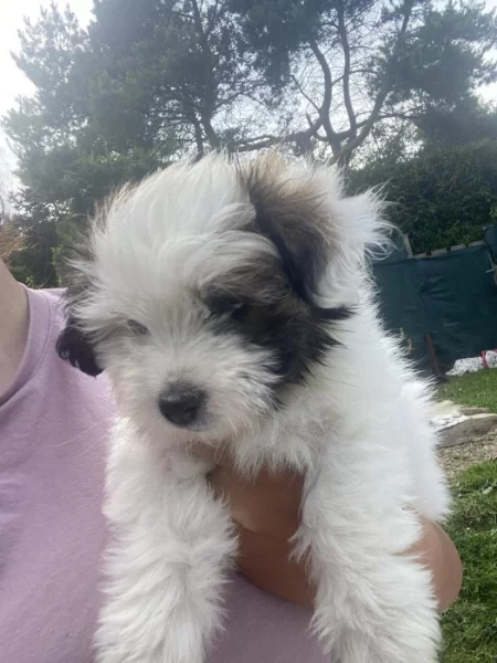 Coton de Tulear