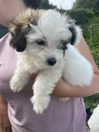 Coton de Tulear