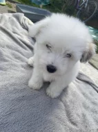 Coton de Tulear