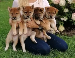 Shiba-Shikoku