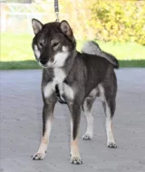 Shiba-Shikoku