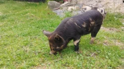 Selátka Kune Kune