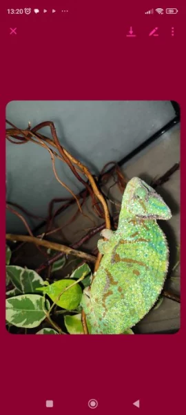 Chameleon jemenský