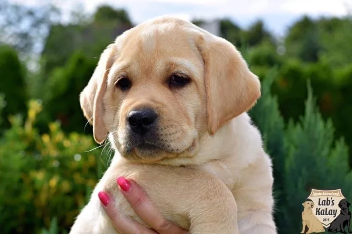 Žlutá štěňata labradora s PP