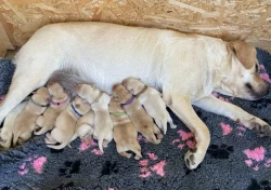 Žlutá štěňata labradora s PP