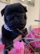 Mops, Mopse, Pug