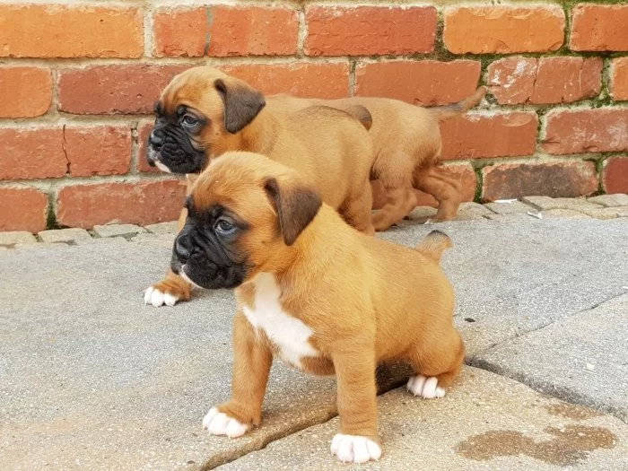 Štěňata boxerů jsou připravena.