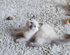 Ragdoll