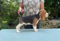 Beagle