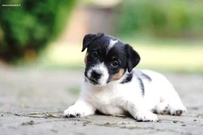 Jack russell terier s PP