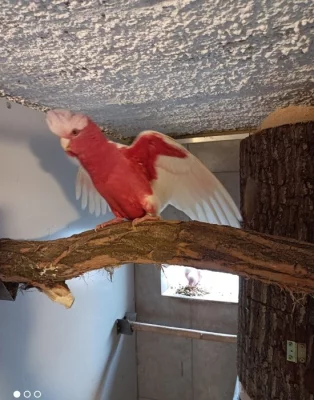 Kakadu růžový Lutino
