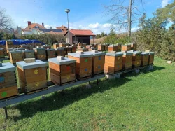 Prodám včelí oddělky