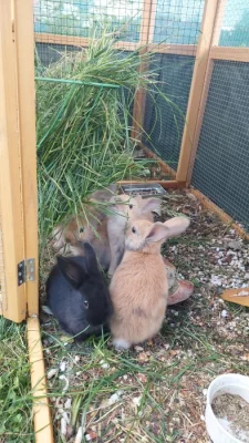 Zakrslé králíčky