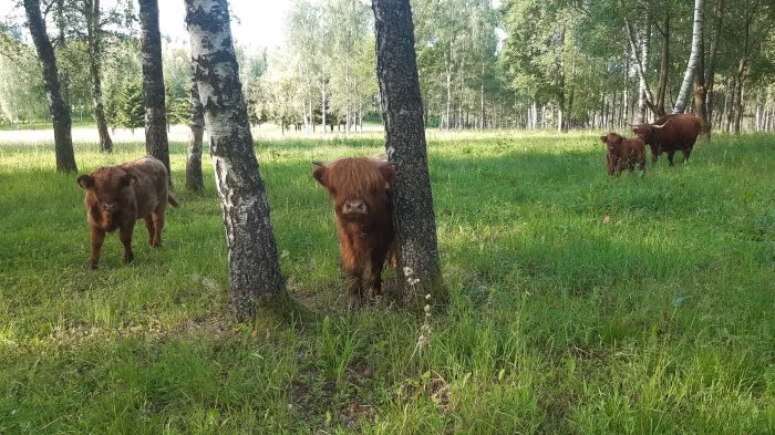 Prodám letošní a loňské býčky Highland-Skotský náhorní skot