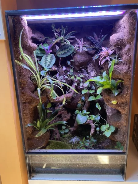 Terarium.