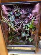 Terarium.